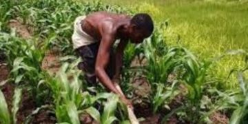 SAN Urges Nigerians To Return To Farming To End Food Shortage.