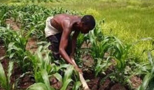 SAN Urges Nigerians To Return To Farming To End Food Shortage.