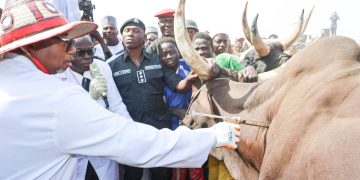 Bauchi State Government Embarks on Mass Livestock Vaccination Campaign By Isiyaka Ismail Wunti