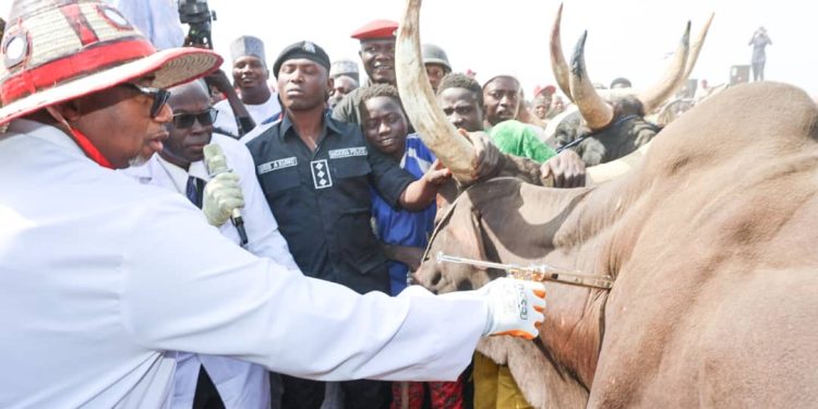 Bauchi State Government Embarks on Mass Livestock Vaccination Campaign By Isiyaka Ismail Wunti
