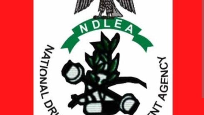 NDLEA Arrests Eight Hundred Suspects In Zamfara