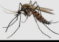 Mosquito Infestation Triggers Rise In Malaria Cases Across FCT