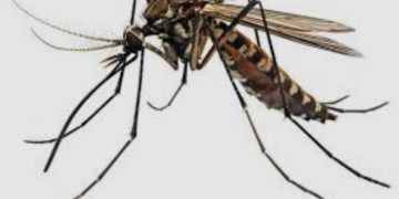 Mosquito Infestation Triggers Rise In Malaria Cases Across FCT