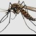 Mosquito Infestation Triggers Rise In Malaria Cases Across FCT
