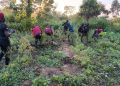 Edo: NDLEA Destroys Cannabis Farms, Arrests 2 with 1.4kg of Drugs