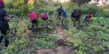 Edo: NDLEA Destroys Cannabis Farms, Arrests 2 with 1.4kg of Drugs