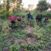Edo: NDLEA Destroys Cannabis Farms, Arrests 2 with 1.4kg of Drugs